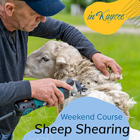 Sheep Shearing