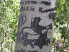 Aspen carving