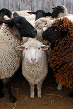 Trailing of the sheep